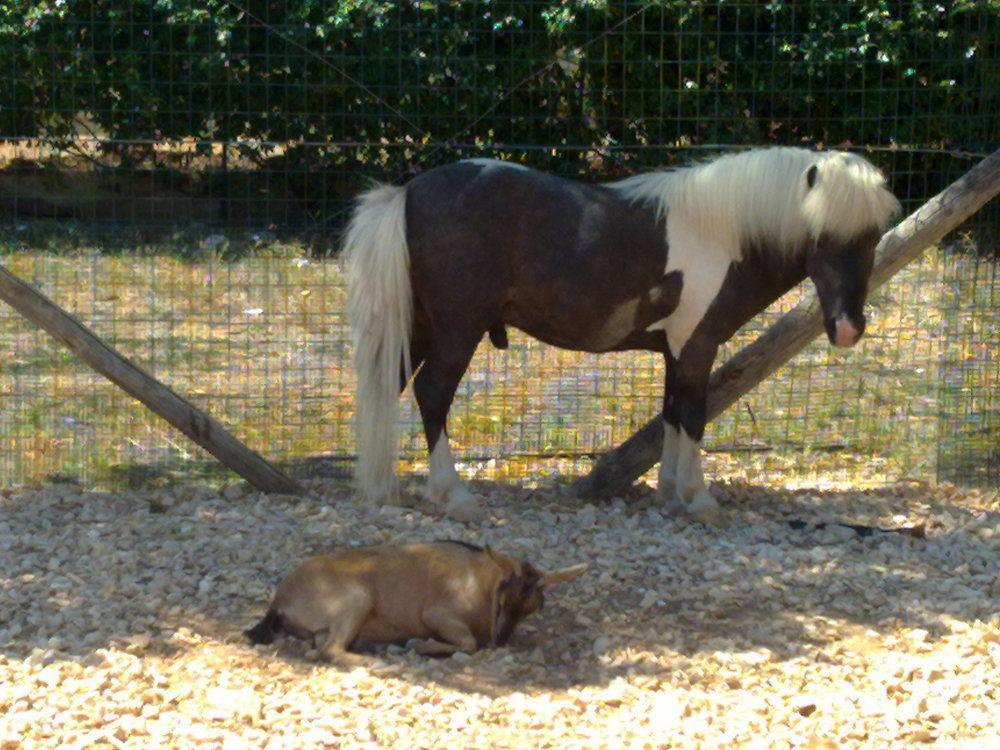 Vakantieboerderij Masseria Agrituristica San Giorgio Rutigliano